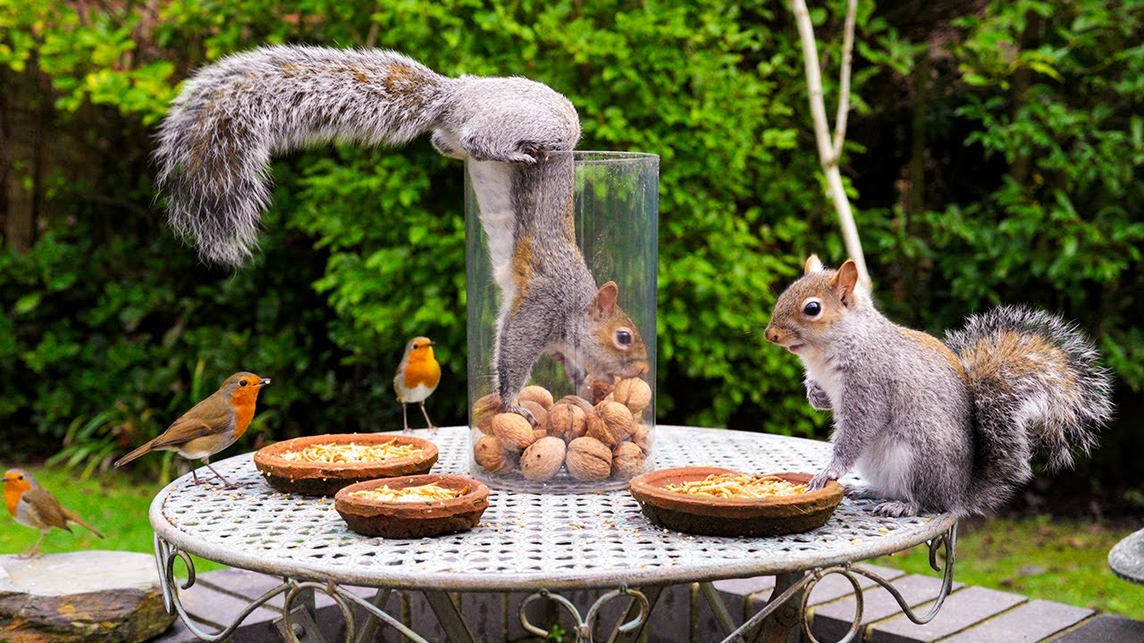 🔴 CAT TV 24/7 🐿️ Greedy Squirrels Feast on the Nut Stash 🥜 Videos for cats to watch 4K HDR