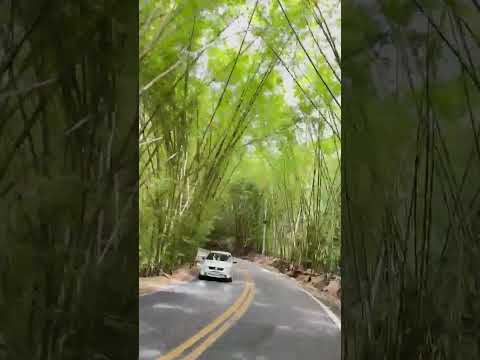 túnel de bambu #meruoca #sobral-ce #viagem