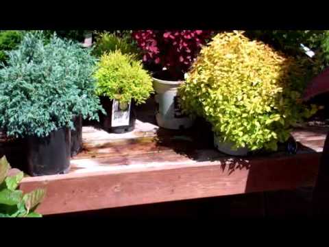 download lagu mp3 mp4 Short Flowering Shrubs, download lagu Short Flowering Shrubs gratis, unduh video klip Short Flowering Shrubs