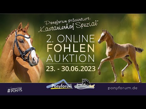 Samba pa ti Stute v. Dallmayr K / FS Golden Highlight