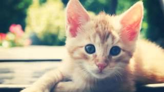 Киски и котятки (коты и кошки)