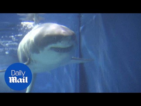 Great White Shark dies after just three days in aquarium - Daily Mail