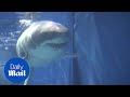 Great White Shark dies after just three days in aquarium - Daily Mail