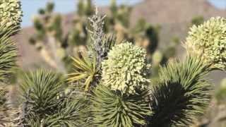 MOJAVE DESERT: Blooming Joshua Trees