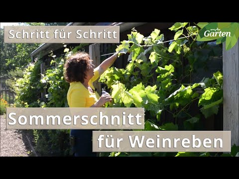 , title : '5 Minuten und Sie wissen, wie Weinreben im Sommer geschnitten werden | MDR'