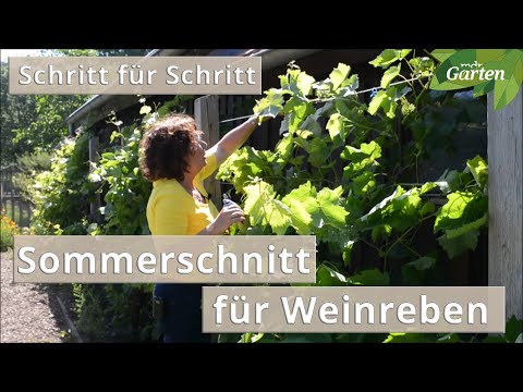 5 Minuten und Sie wissen, wie Weinreben im Sommer geschnitten werden | MDR Garten