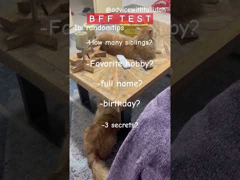 BFF test, just for fun! - hashtags: #fypシ #fypシ゚viral #advice #cat