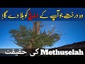 How To Methuselah Became The Oldest Living Tree دنیا کا سب سے قدیم درخت Urdu Hindi