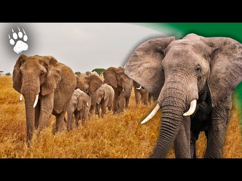 Les SECRETS des Géants de la Savane ! 🐘🦒 - Documentaire Animalier HD - AMP