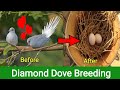 Diamond Dove Breeding Tips