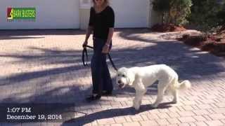 Goldendoodle - Dog Training of Fort Myers - Patrick Logue