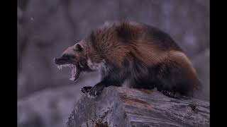 Download lagu Coki - Da Edit mp3