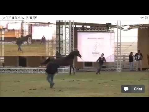 D.jad my horses gold champion 2 time