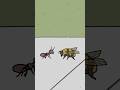Ant Vs. Bee