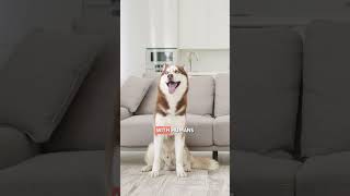 5 CHARACTERISTICS of the SIBERIAN HUSKY ❄️