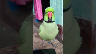 Download lagu मम्मी एक गिलास पानी दे दो #parrot #funny #funnyanimal #funny #funnyparrot #funnyvideo #funnyshorts.. mp3 Download lagu मम्मी एक गिलास पानी दे दो #parrot #funny #funnyanimal #funny #funnyparrot #funnyvideo #funnyshorts.. mp3