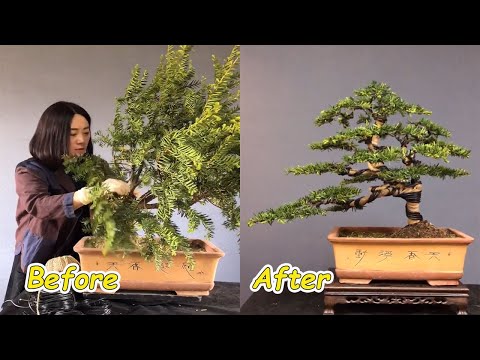 How to bend a bonsai - great bonsai bending skills #53