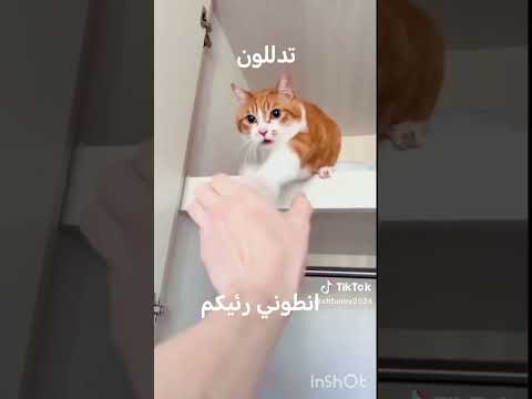 #تحشيش قطط مضحكه بل دبلجه