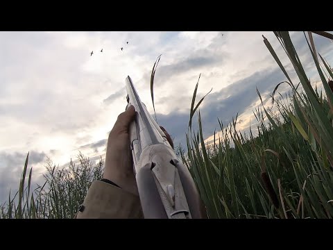 Duck hunting - Lots of birds