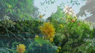 Der Frühling - Springtime - Meditation in das neue Jahr