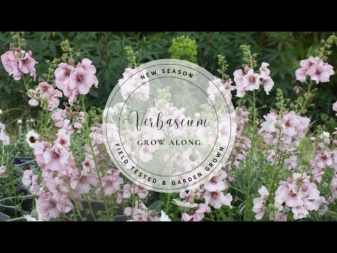 Königskerze aus Samen ziehen | Vollständiger Anbauleitfaden für Großbritannien