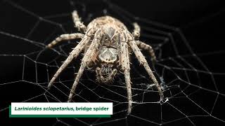 Newswise:Video Embedded new-study-shows-spiders-use-webs-to-extend-their-hearing