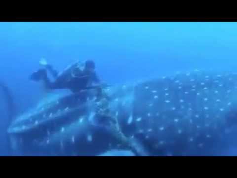 Аквалангисты спасли китовую акулу