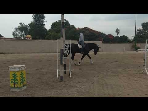 CREON, 11 year old full brother of Totilas