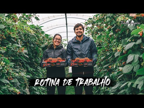 ROTINA DIÁRIA E ÚLTIMO DIA DE TRABALHO na apanha da fruta! | VAN LIFE HOLANDA