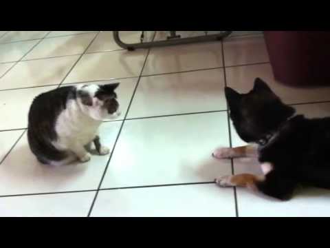 誰說貓跟狗不能做朋友......?(原發表者:bibi)(影片)