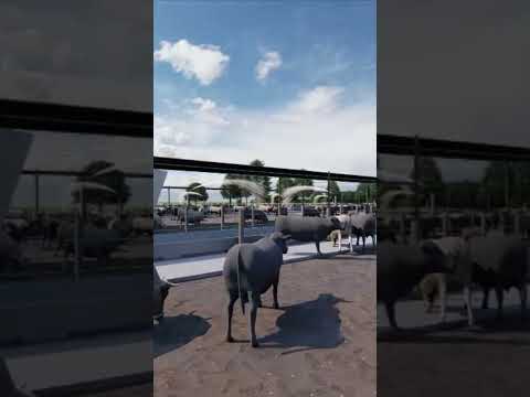 Confinamento 900 animais - projeto para o estado de São Paulo , cidade de Batatais