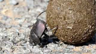 preview picture of video 'Mistkäfer / Dung beetle in Südafrika / South Africa'