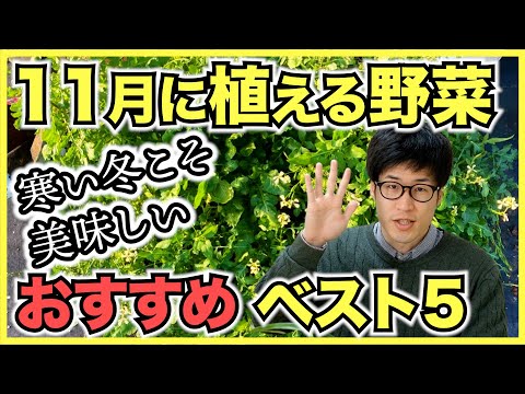  11月に菜園、果樹園、観賞用の庭に何を植えますか？作物の完全なリスト  庭園