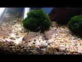 Corydoras sp. (C091) Corydoras sp. (C091)