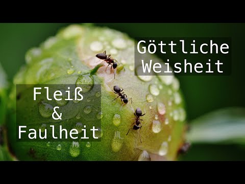 Göttliche Weisheit - Fleiß und Faulheit | Sprüche