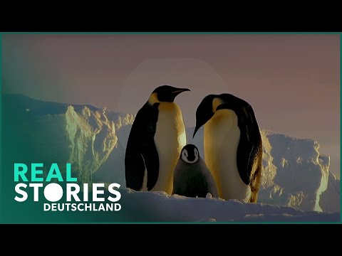 Die Antarktis: Das Pinguin Paradies | Dokumentation