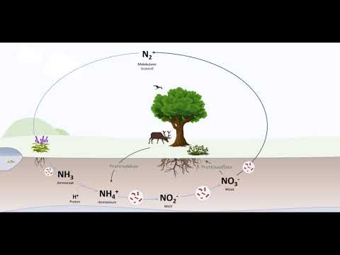Der Stickstoffkreislauf