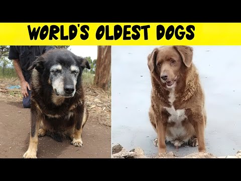 THE OLDEST DOGS IN THE WORLD | These champion puppies are simply incredible