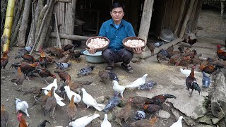 Sold out wild chickens and eggs today. Robert | Green forest life