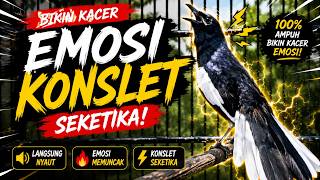 Download lagu Suara Burung Kacer Bikin Lawan Emosi Gacor, Pancingan Kacer Agar Cepat Emosi Gacor mp3