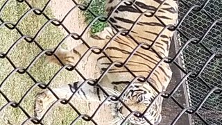 Download lagu ASIA BIGES ZOO IN INDIA #zoo #short mp3