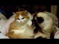 кошачья любовь 