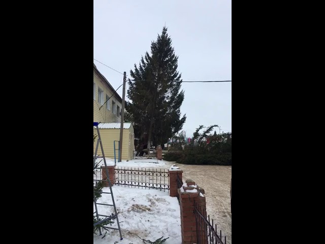 Карт чыршылар киселде