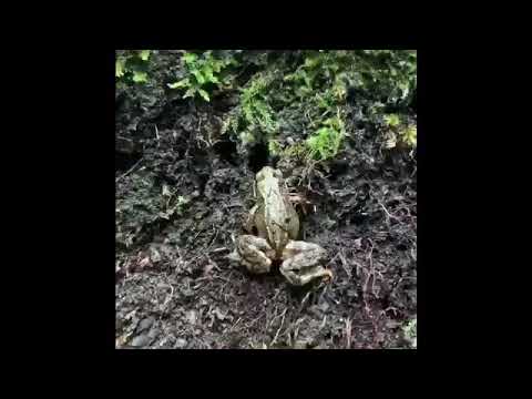 Ryggradsdjur #Grodor