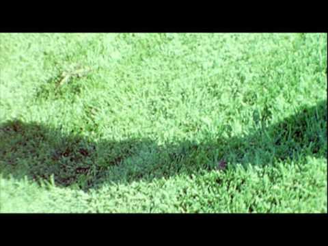 Stegosaurus Rex - Green