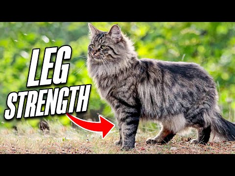 Norwegian Forest Cats | Facts About Norwegian Forest Cats