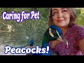 Peacock Care, Everything You Need to Know About Peafowl