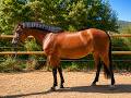 Cavalla PFS Pony Francese da Sella In vendita 2021 Baio