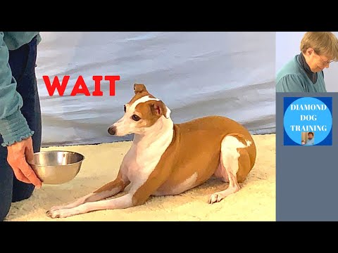 Diamond Dog Training LLC video.