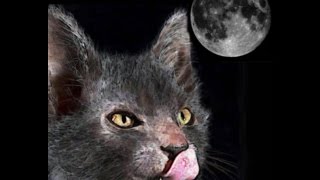 WERWOLF CAT! A Wolf Among felines! Lykoi, a brief look at a new breed of cat